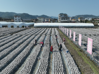 蕉岭县广福镇：党建引领促振兴，春风十里菌香浓
