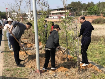 为乡村添绿增彩！梅县区梅西镇开展捐树植树活动