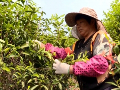春暖茶飘香 丰顺茶农采摘忙