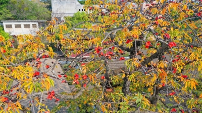 木棉花开！