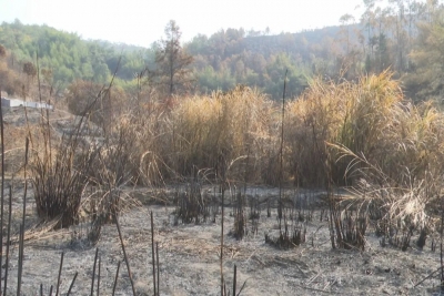 千万别侥幸！他随手扔了一根烟头，引起熊熊山火…