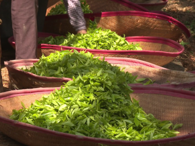 平远首批春茶抢“鲜”开采