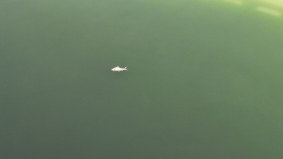 归读公园亲水平台附近出现死鱼，市民盼及时清理