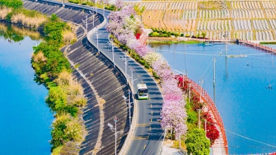 春风涂粉黛 紫荆满寿乡！