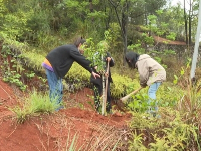 大埔县茶阳镇华祝村积极开展植树活动：同心同行共建绿色家园 