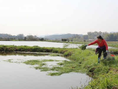 让渔和粮双赢！盘活土地，梅县区南口镇瑶东村有“妙招”→