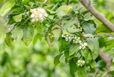 “柚”到花开季，蕉岭果农疏花忙！