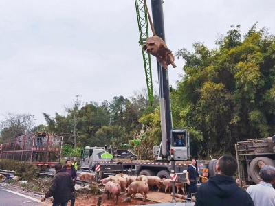 货车侧翻，梅河高速上演“猪在囧途”！