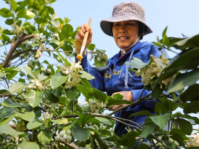 梅州：“柚”是一年花开季 果农疏花授粉忙