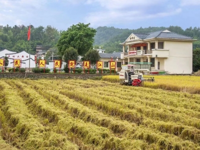 陈胜远｜农人制作土杂肥  