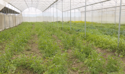 蕉岭：春耕春种正当时，不误农时不负春