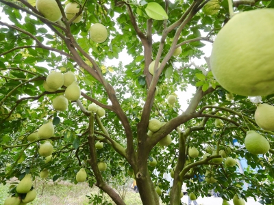 持续擦亮“梅字号”品牌：天天都喝嘉应茶，年年都吃梅州柚！