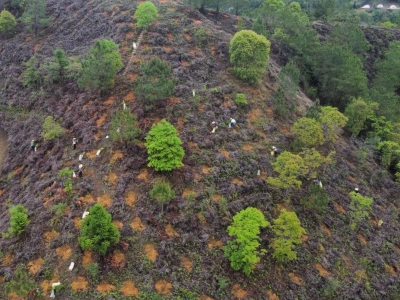大埔林业局抢抓雨水有利时机 掀起植树造林高潮