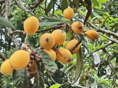 酸甜过瘾！丰顺留隍喊你来吃枇杷啦！