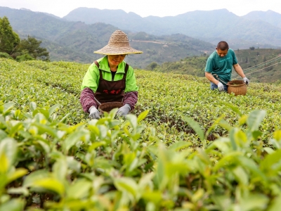 做足“茶文章” 撬动“茶经济”！丰顺县推动茶产业高质量发展，培育乡村振兴支柱产业 
