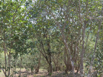 平远县：种下油茶树 兴林更富农