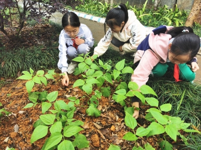 美化文明风景 优化育人环境 ——记“梅州市文明校园”平远县茅坪中心小学