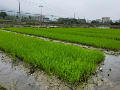 春雨润春耕！到丰顺县田间地头看看→
