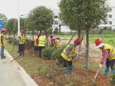 平远县公路事务中心：掀绿化植树热潮 逐“绿”前行 向“美”进发