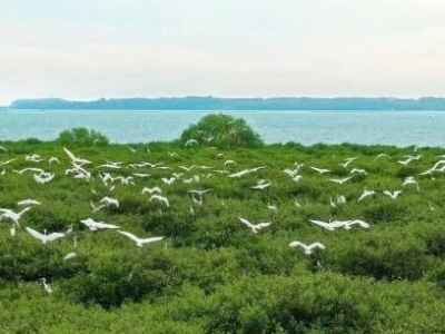 红树林保护看湛江，真不是盖的