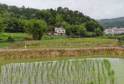虾在稻下游，一田双丰收！梅县区这个镇致富有“良方”