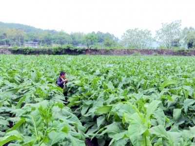梅县区：万亩烟叶长势喜人 烟农丰收在望