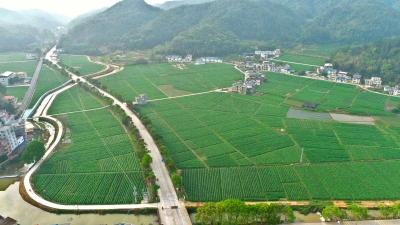 “耕”新植青绿 不负好春光！平远已完成春播农作物面积15万亩，完成春播计划100%    