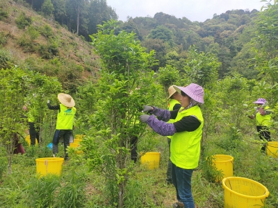 品质好 产量高！五华县今年春茶产量预计突破3000吨
