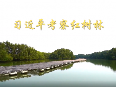 第1视点丨习近平考察红树林