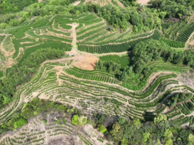 春茶飘香溢满山 平远县全县1.63万亩春茶采摘正酣