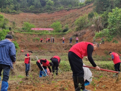 再扩种，3万株！