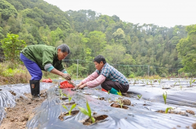 荒土生“金”！蕉岭蓝坊镇盘活闲置土地资源，因地制宜发展特色产业
