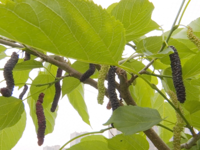 春天里的酸甜滋味~蕉岭桑葚满枝正待采！