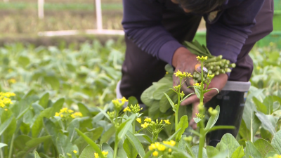 梅县区：强化雨季管理 确保农作物健康成长