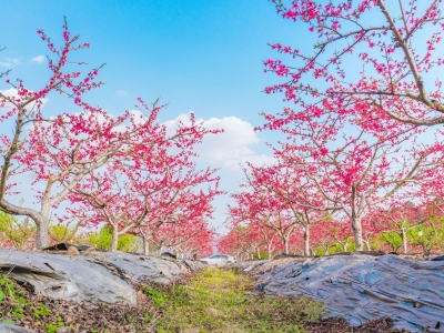寿乡蕉岭​·视界