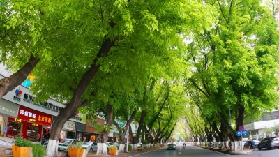 梅州这绿，养眼！