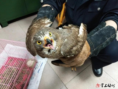 设陷阱诱捕野生动物网上售卖！五华破获一起危害珍贵、濒危野生动物案