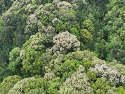 蕉岭万亩锥树花竞开