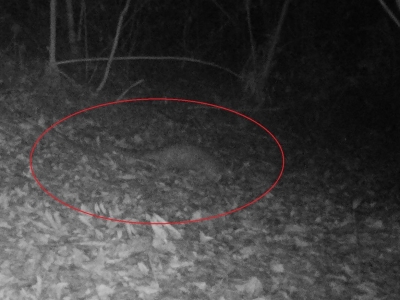 首次！大埔县境内野外监测发现野生中华穿山甲！