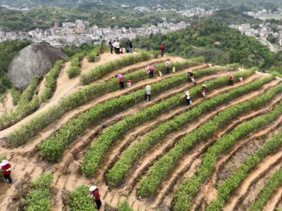 春暖茶飘香！五华棉洋竹坑村开摘春天第一桶“茶叶经济”啦