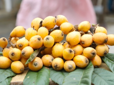 又到枇杷成熟季 金果飘香迎客来