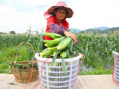 “满口爆汁！”蕉岭三圳这里的玉米生吃超甜！