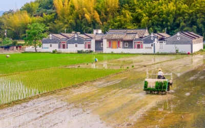 春播完成！梅州逾173万亩土地披上“绿衣”！