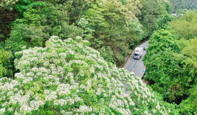 寿乡蕉岭·桂花