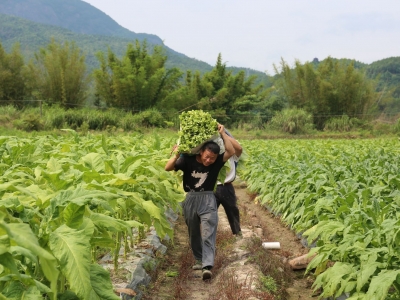 烟叶采烤正当时！平远县2023年烟叶种植规模1.03万亩，将带来经济收入5000万元
