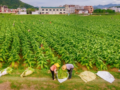 烟稻轮作“一田双收”！今年大埔“黄金叶”预估产值达3680万元