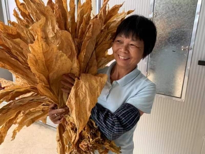 政企联合谋发展，丰顺县黄金镇种出“黄金叶”