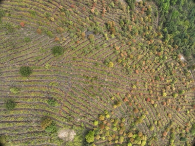大埔4.17万亩造林任务全面完成