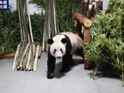 “丫丫”平安回到北京动物园