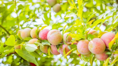 蓝坊有“李” 与你相约！